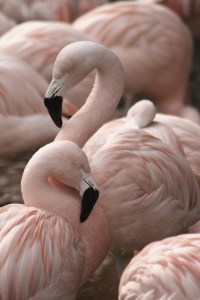 Flamingos - Copy